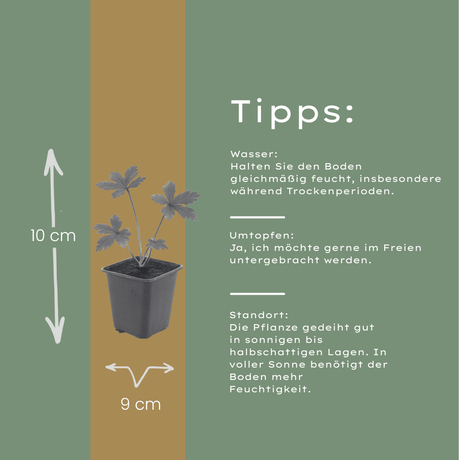 Livraison plante Astrance major