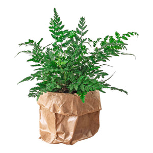 Athyrium spicatum
