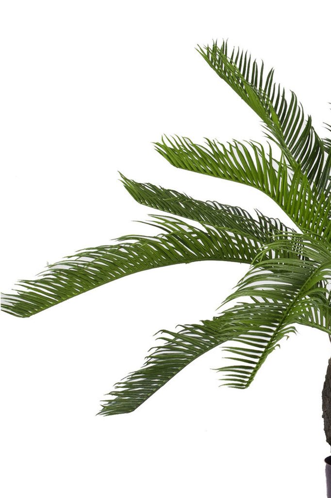 Livraison plante Baby Cycas - Palmier artificiel