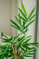 Livraison plante Bambou artificiel Bouddha