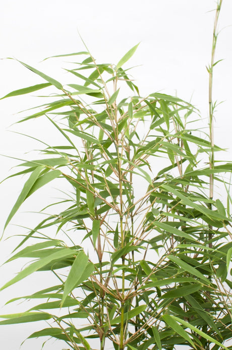 Livraison plante Bambou Fargesia Rufa - ↨80cm - Ø23 - plante d'extérieur