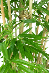 Livraison plante Bambou Japonais - Bambou artificiel