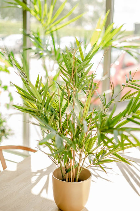 Livraison plante Bambou Royal - Plante verte artificielle