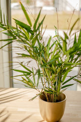 Livraison plante Bambou Royal - Plante verte artificielle