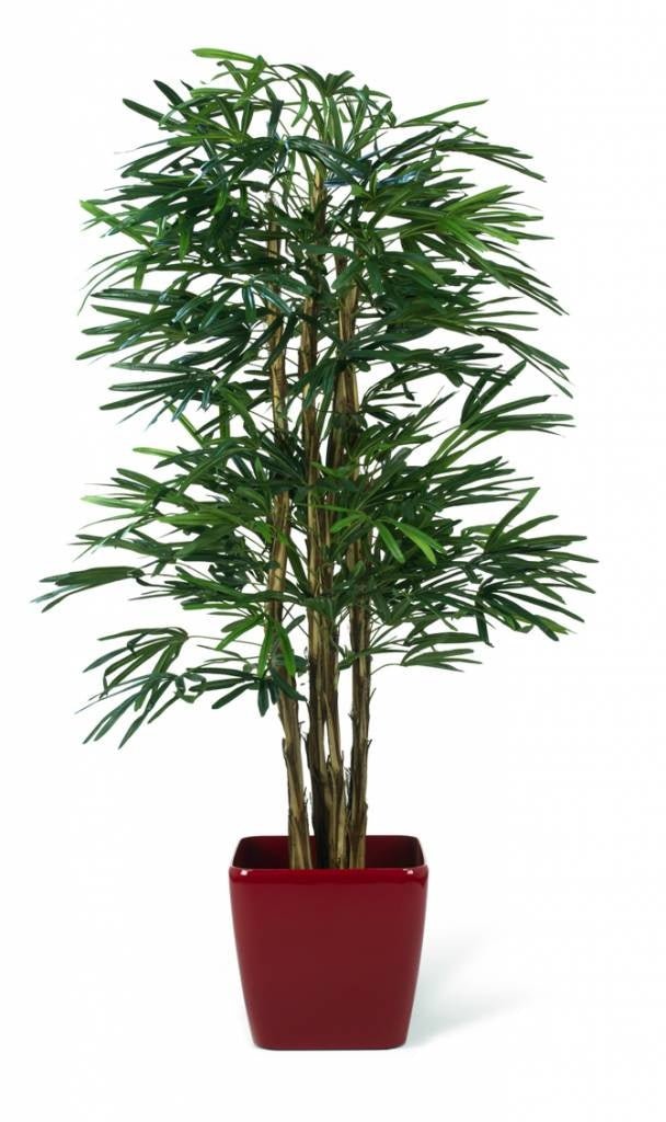 Livraison plante Bambusa - Bambou artificiel