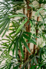 Livraison plante Bambusa - Bambou artificiel