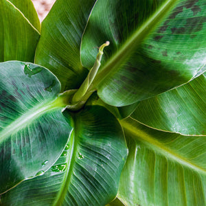 Livraison plante Bananier Cavendish et panier H75 cm