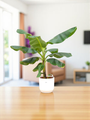 Livraison plante Bananier Musa 100cm et son pot