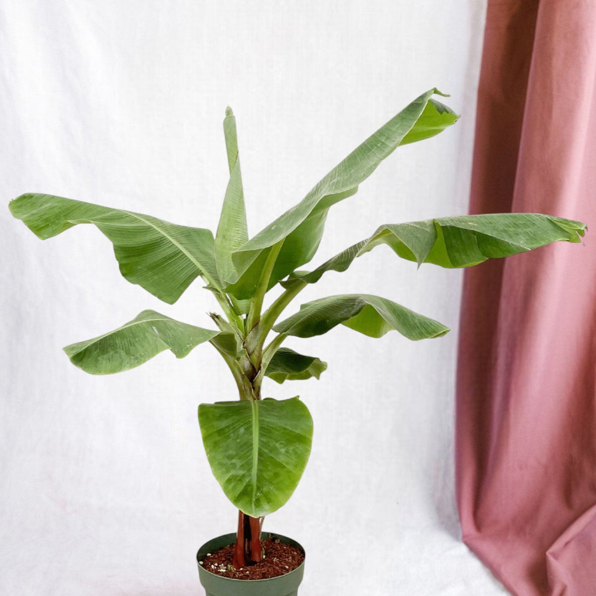 Bananier Musa - Plante Tropicale d'Intérieur