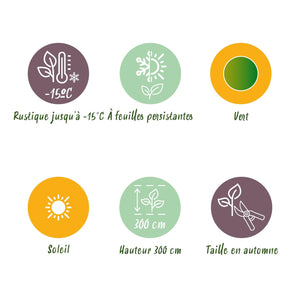 Livraison plante Bananier Musa basjoo – Lot de 2 – Pot 17 cm – Hauteur 40 cm