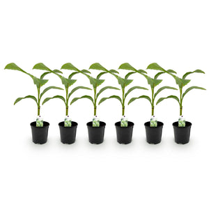 Livraison plante Bananier Musa Basjoo - Lot de 6 - Pot 17 cm - Hauteur 40 cm