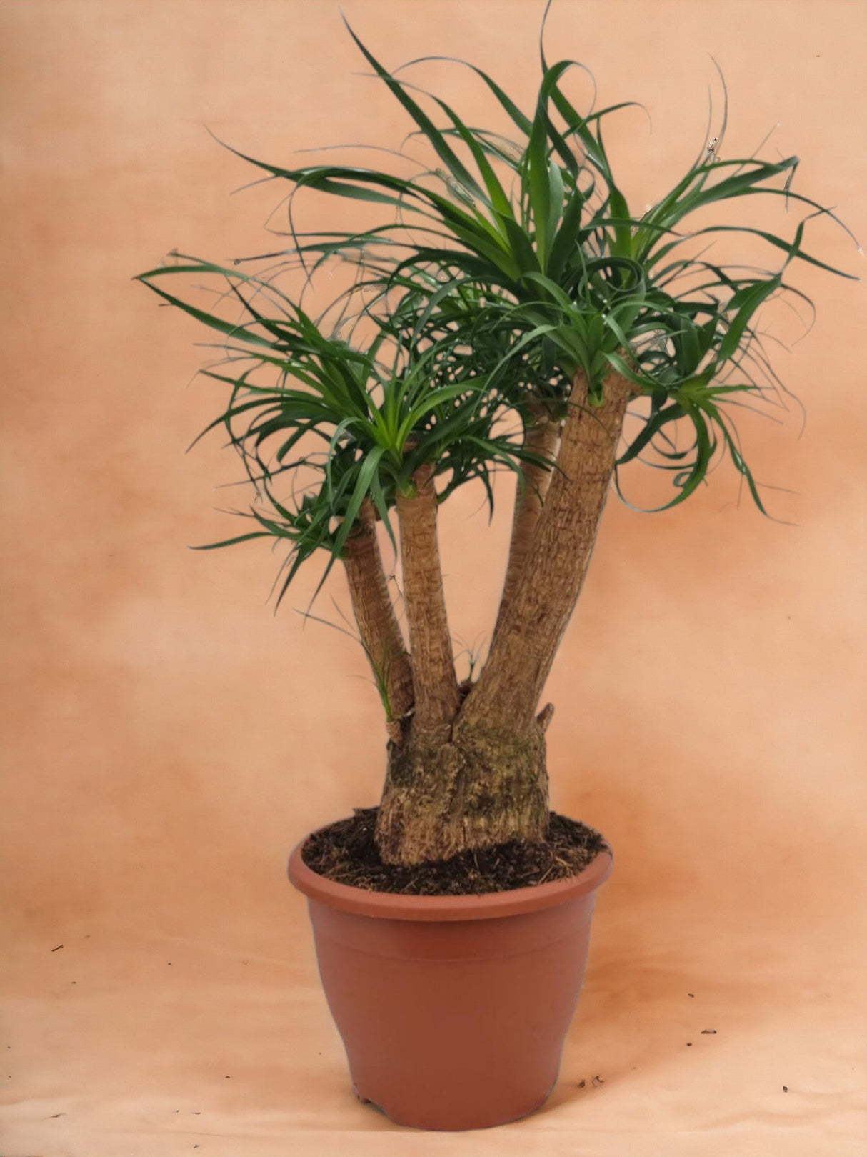 Livraison plante Beaucarnea Nolina