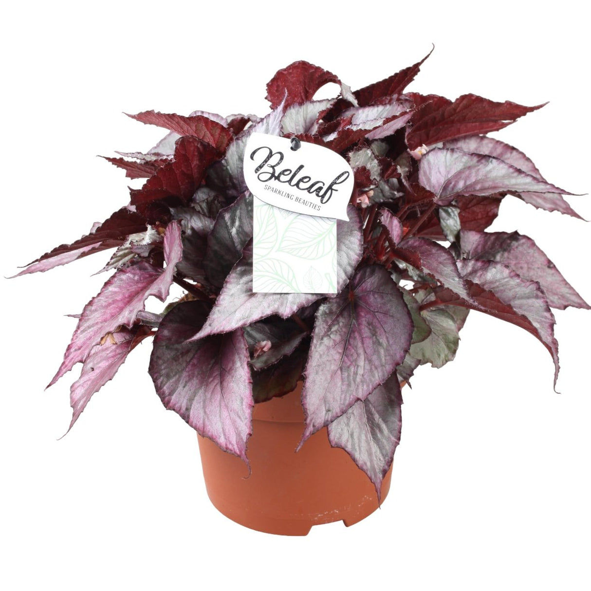 Livraison plante Begonia Beleaf 'Maori Haze'