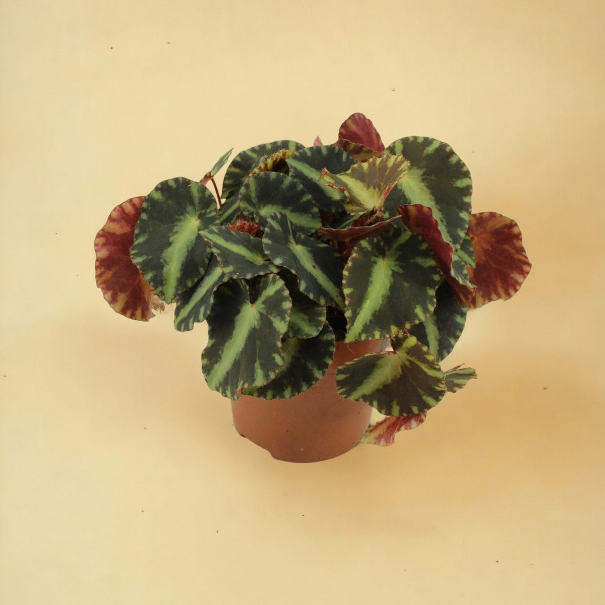 Begonia Cleopatra - Vente et Livraison de Plantes Unique – La Green Touch