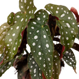 Livraison plante Begonia Maculata