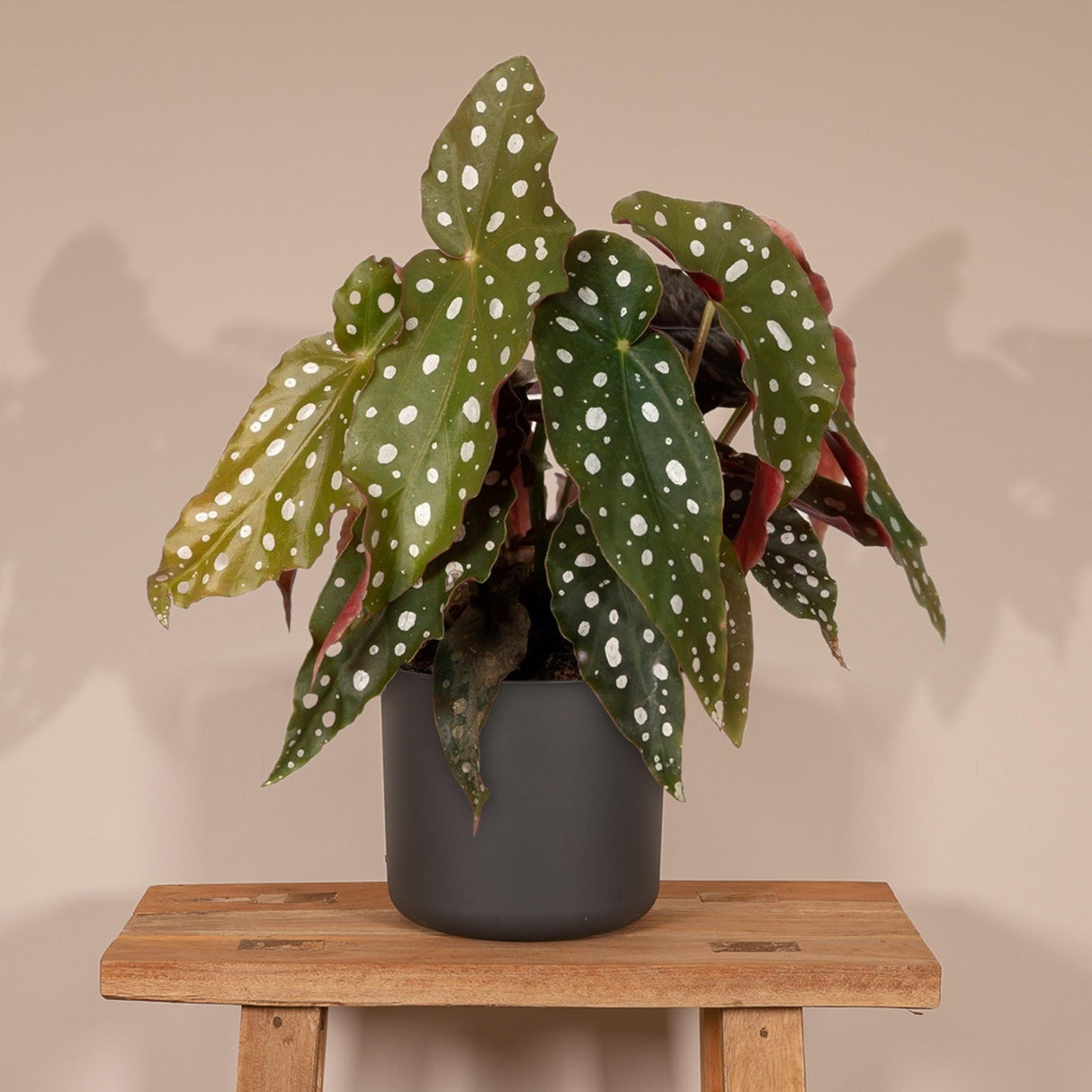 Livraison plante Begonia Maculata