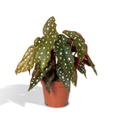 Livraison plante Begonia Maculata