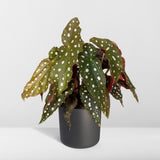 Livraison plante Begonia Maculata