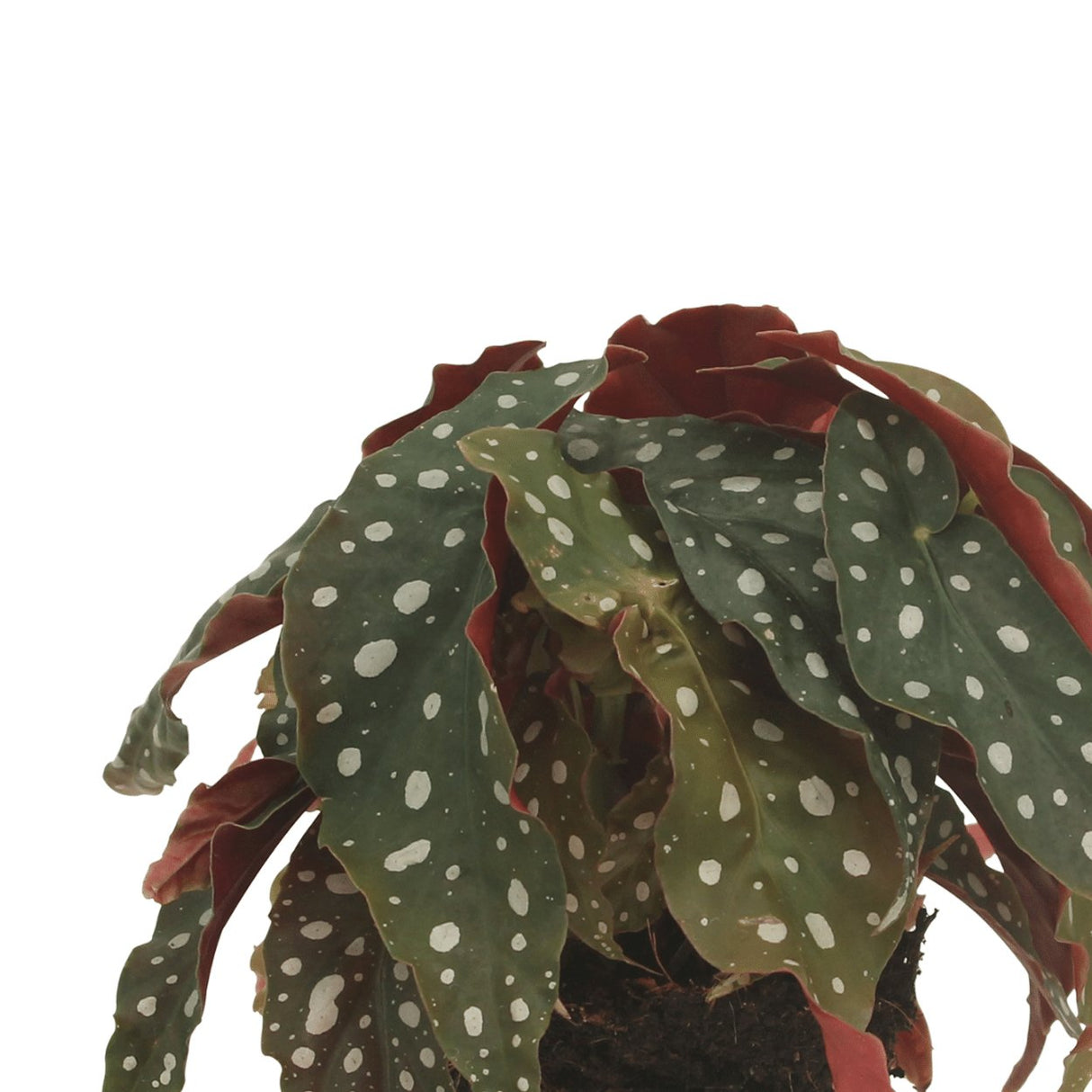 Livraison plante Begonia Maculata - Lot de 2