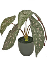 Livraison plante Begonia maculata - Plante verte artificielle