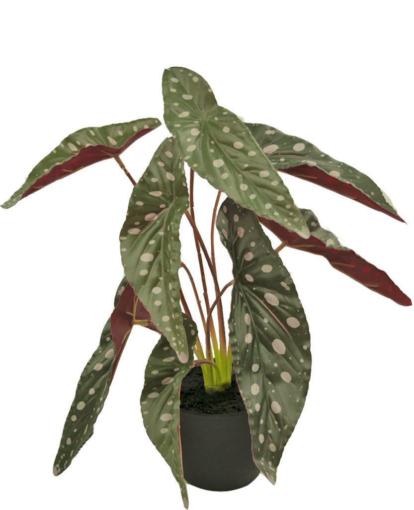 Livraison plante Bégonia maculata - Plante verte artificielle