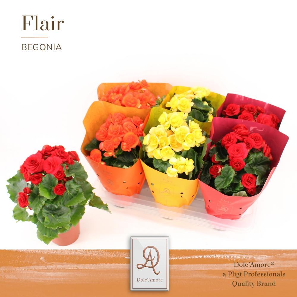 Livraison plante Begonia mix d14cm h31cm