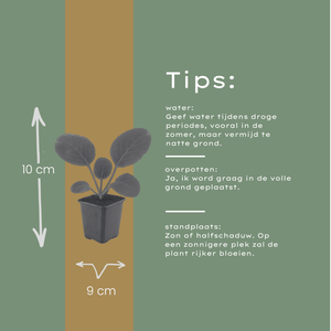 Livraison plante Bergénie à feuille charnue