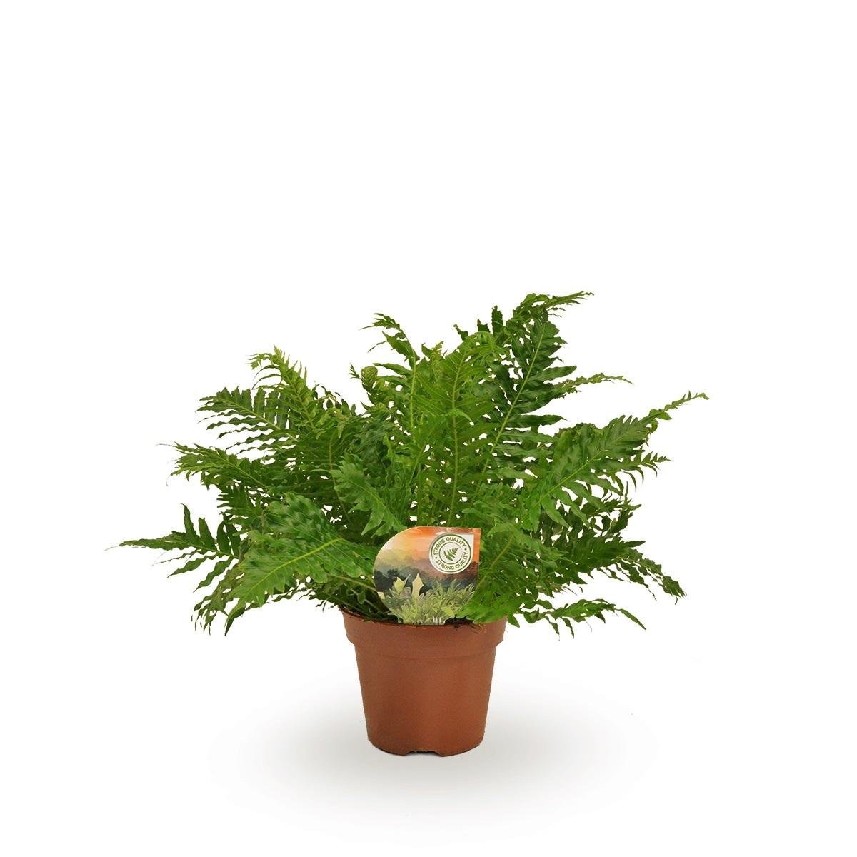 Livraison plante Blechnum Silver Lady