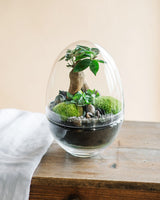 BOHOL - Terrarium L