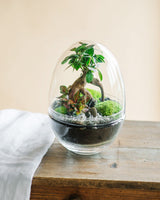 BOHOL - Terrarium L