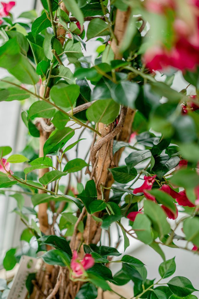 Livraison plante Bougainvillier Liane Fuschia - Arbre artificiel