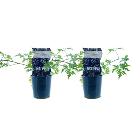 Livraison plante Box - 2 mûres sans épine Rubus Thornless