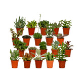 Livraison plante Box 20 baby cactus & succulentes - 10cm - Ø5,5