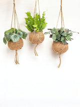 Livraison plante Box - 3 kokodama jungle