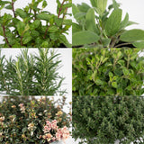 Livraison plante Box - 4 herbes aromatiques