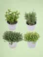 Livraison plante Box - 4 herbes aromatiques