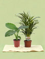 Livraison plante Box - Duo de plantes jungle