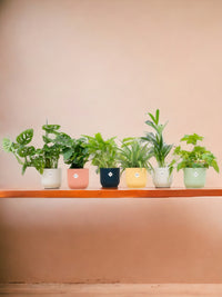 Coffret - 6 plantes + Pot