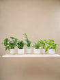 Livraison plante Box surprise 6 plantes et pots elho Vibes blanc Ø14