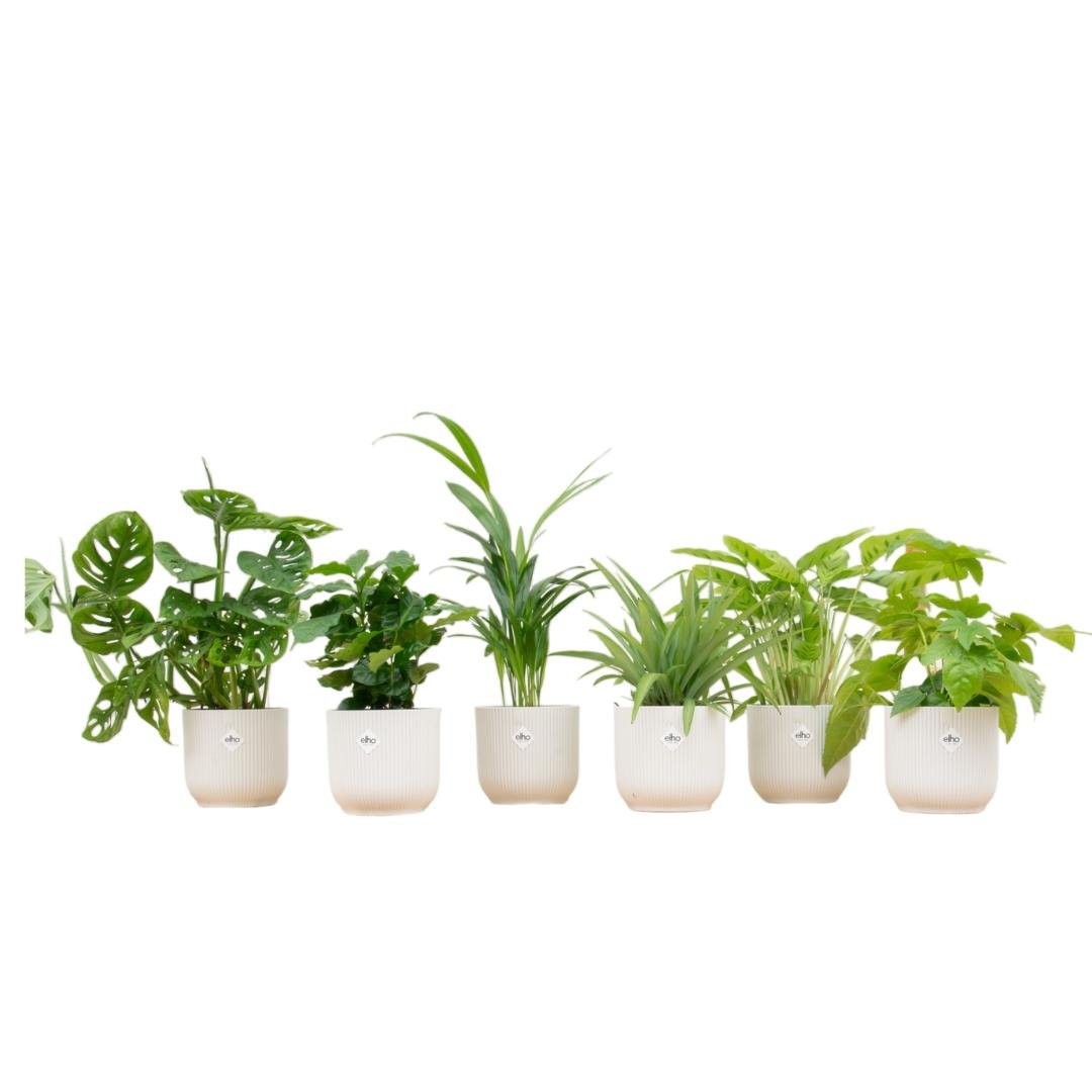 Livraison plante Box surprise 6 plantes et pots elho Vibes blanc Ø14