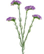 Livraison plante Branche Artificielle Statice Violet