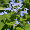 Myosotis Du Caucase (Brunnera macrophylla) ''