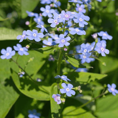Myosotis Du Caucase (Brunnera macrophylla) ''