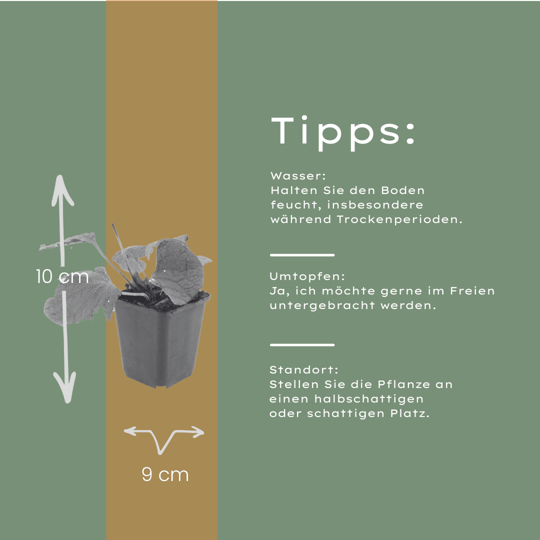 Livraison plante Brunnera macrophylla