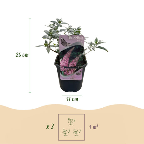 Livraison plante Buddleja davidii Pink Delight – Pot 17 cm – Hauteur 25 cm