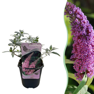 Livraison plante Buddleja davidii Pink Delight – Pot 17 cm – Hauteur 25 cm