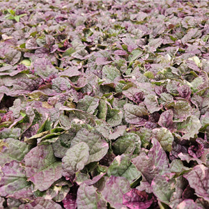 Livraison plante Bugle rampant 'Burgundy Glow'