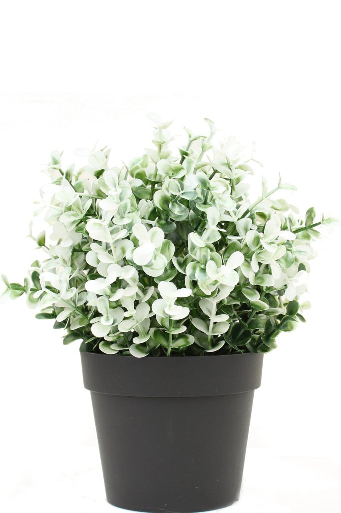Livraison plante Buis blanc en pot - Buis artificiel
