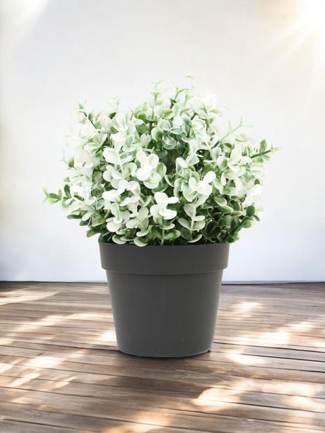 Livraison plante Buis blanc en pot - Buis artificiel