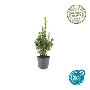 Livraison plante Buis buxus Sempervirens